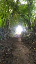 Sun shining through trees in forest