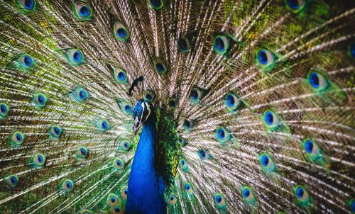 Close-up of peacock