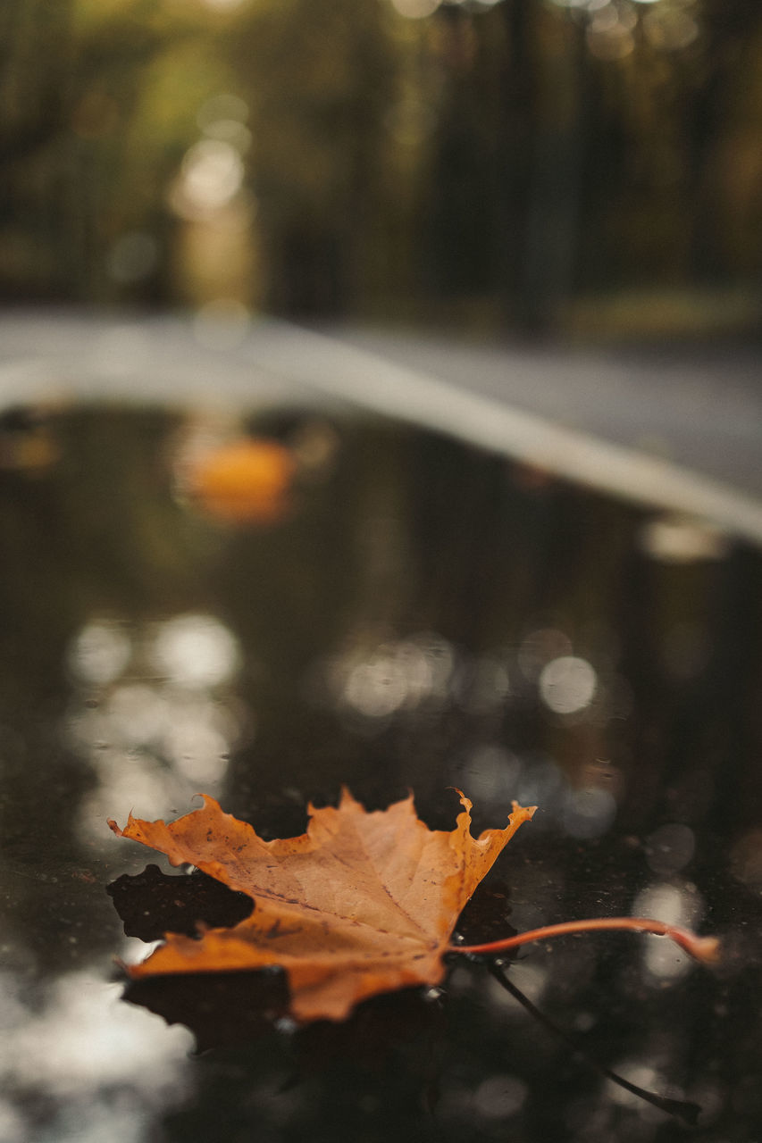 autumn, tree, leaf, plant part, reflection, nature, sunlight, water, branch, plant, no people, outdoors, day, morning, yellow, beauty in nature, orange color, tranquility, close-up, focus on foreground, selective focus, lake, dry, winter, macro photography, maple leaf, forest