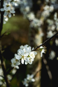 Close-up of white cherry blossom on tree