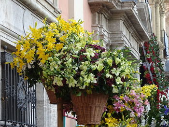 Ivy growing on plant in city