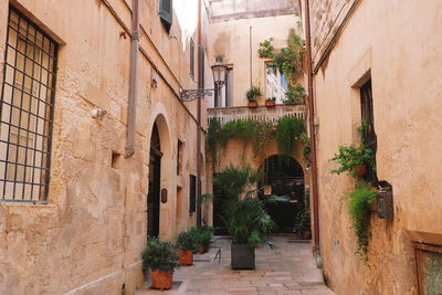 Potted plants on alley amidst buildings in city