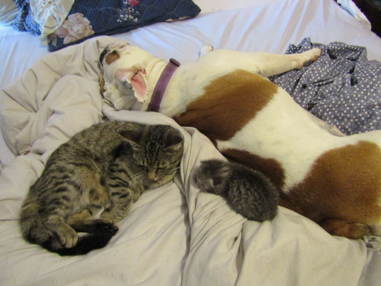 CLOSE-UP OF DOG SLEEPING ON BED WITH BLANKET