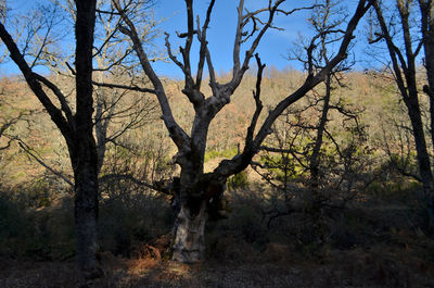 Bare trees in forest against sky