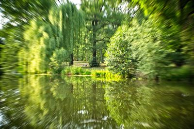 Scenic view of lake in forest