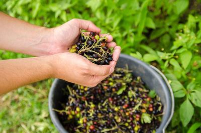 A farmer harvests blackcurrant in the garden. summer healthy harvest. berry harvesting