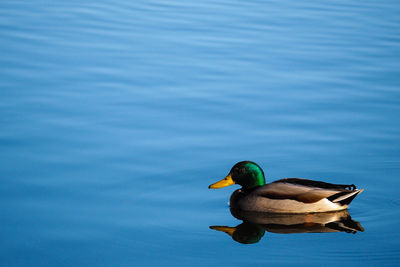 Duck swimming in lake