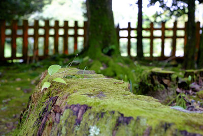 Close-up of moss on tree trunk in forest