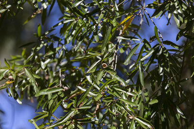 Oak tree with empty acorn shell among the green leaves