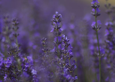 Close-up of purple flowering plant