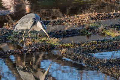 High angle view of gray heron in lake