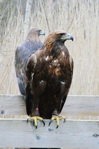 Eagle perching on wooden fence against mirror