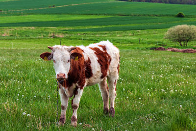 Cow standing in a field