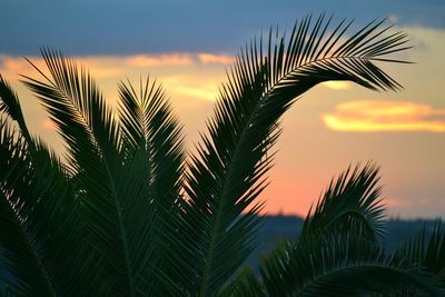 Close-up of silhouette palm tree against sky