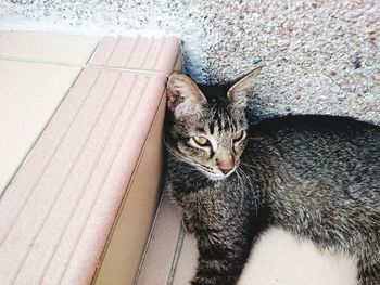 High angle view of cat sitting on floor