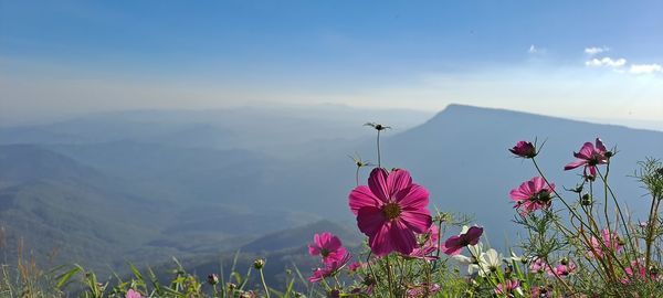 Close-up of pink flowering plant against sky