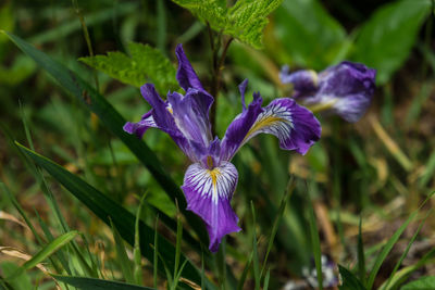 Close-up of purple flowers blooming