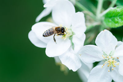 Close-up of bee pollinating on flower