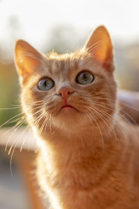 Close-up portrait of a cat