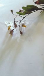 Close-up of white flowers