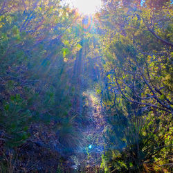 High angle view of trees in forest against sky