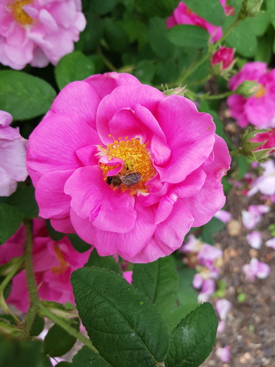 CLOSE-UP OF INSECT POLLINATING PINK FLOWER