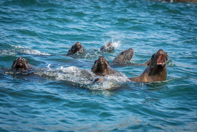 Sea lions in sea