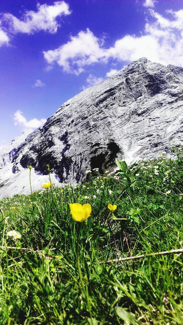 mountain, sky, flower, grass, beauty in nature, plant, nature, tranquil scene, tranquility, cloud - sky, growth, mountain range, scenics, landscape, cloud, field, yellow, day, green color, fragility