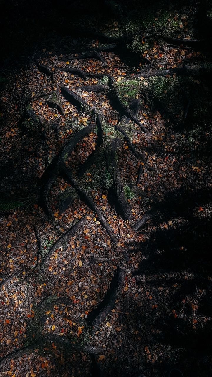 HIGH ANGLE VIEW OF TREES IN FOREST