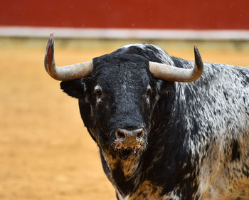 Close-up of a horse