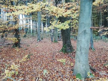 Trees growing in forest during autumn