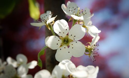 Close-up of white cherry blossom