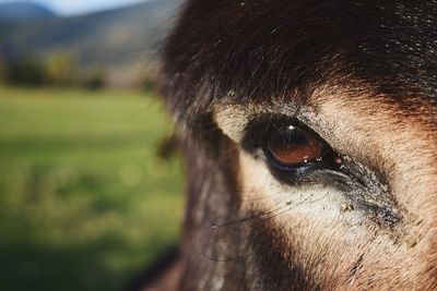 Close-up portrait of a donkey