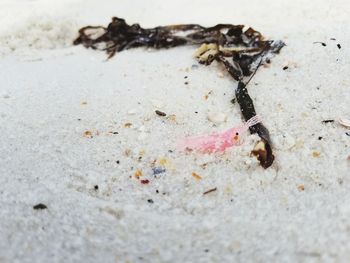 High angle view of insect on sand