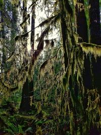 Low angle view of trees in forest