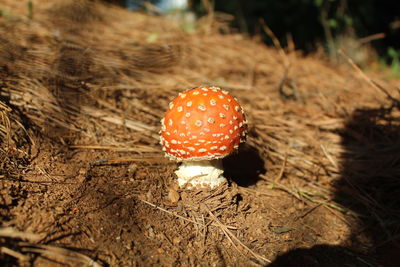 Close-up of fly agaric mushroom on field