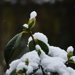 Close-up of snow on plant during winter