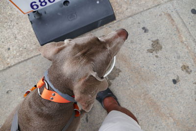 High angle view of dog standing on floor