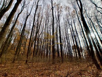 Low angle view of trees in forest