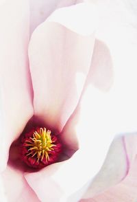 Close-up of flowers