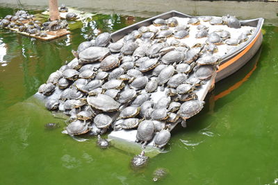 Turtles in pond