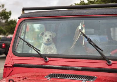 Dog in car seen through car windshield