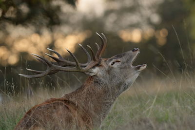 Close-up of deer on field