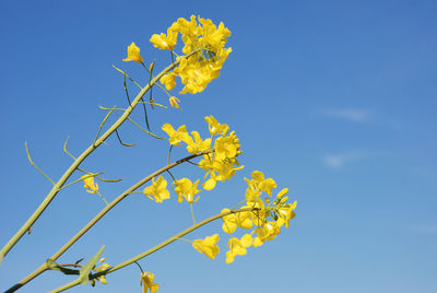 Low angle view of yellow flowering plant against clear blue sky