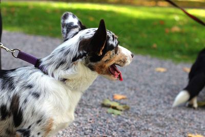 Pembroke welsh corgi 