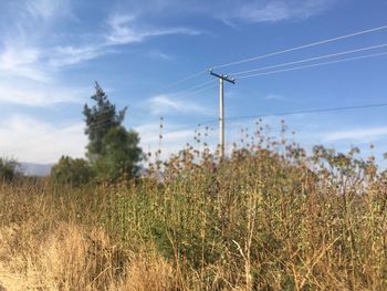 Plants growing on field against sky