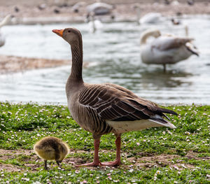 Goose and gosling by a lake