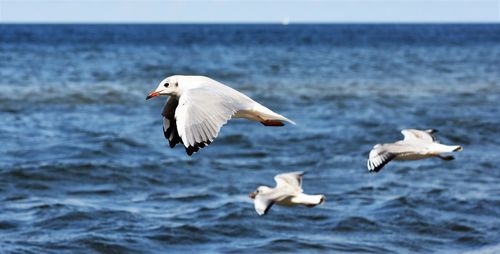 Close-up of seagull flying over sea against sky