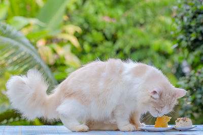 White cat eating plant