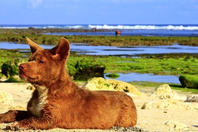 View of a horse on the beach